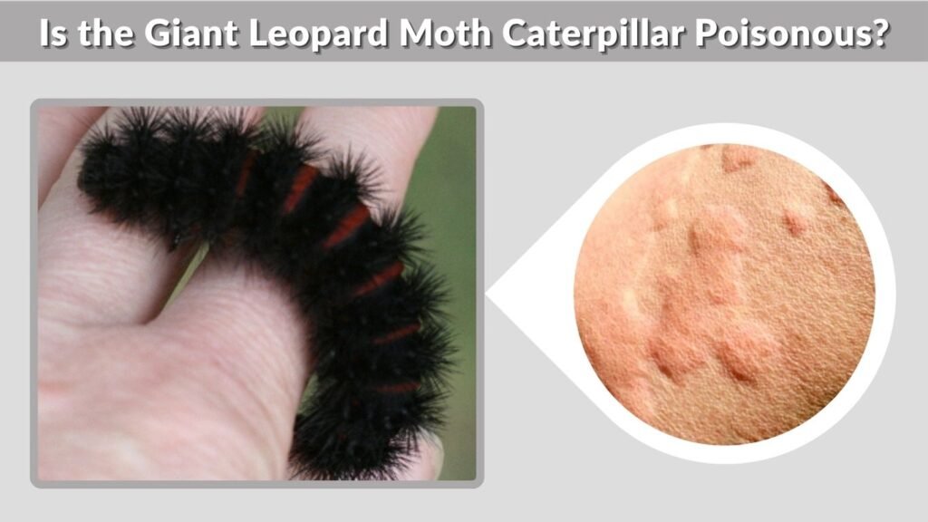 Is the Giant Leopard Moth Caterpillar Poisonous?
