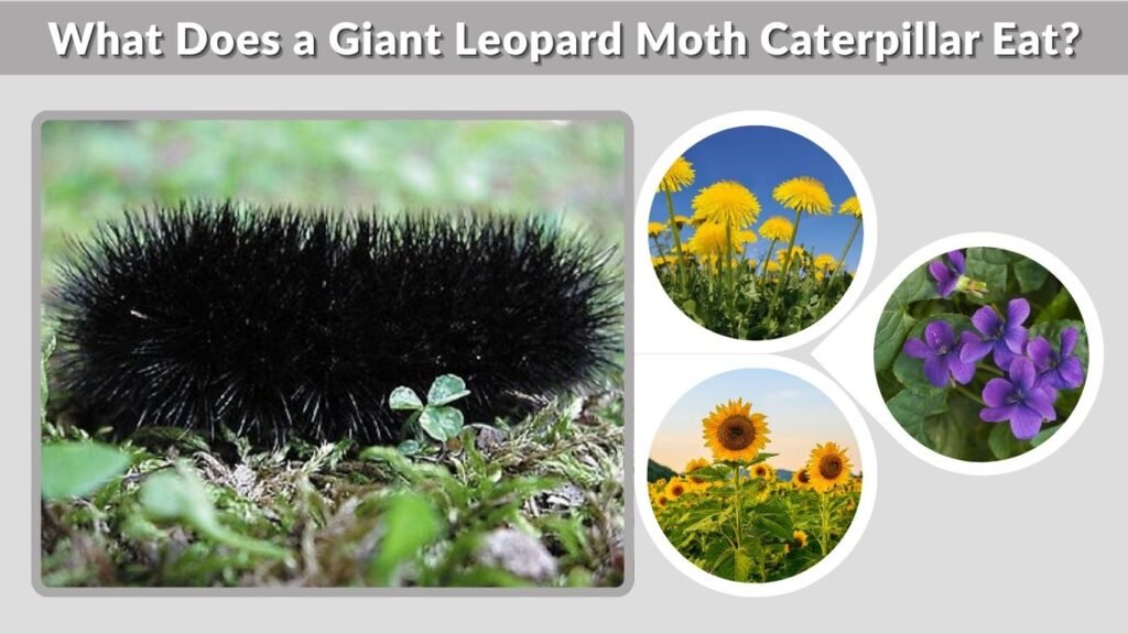 What Does a Giant Leopard Moth Caterpillar Eat?
