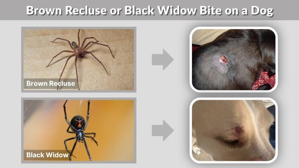 Brown Recluse or Black Widow Bite on a Dog