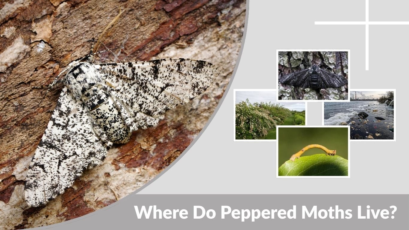 Where Do Peppered Moths Live? Habitat, Trees, and Lifespan