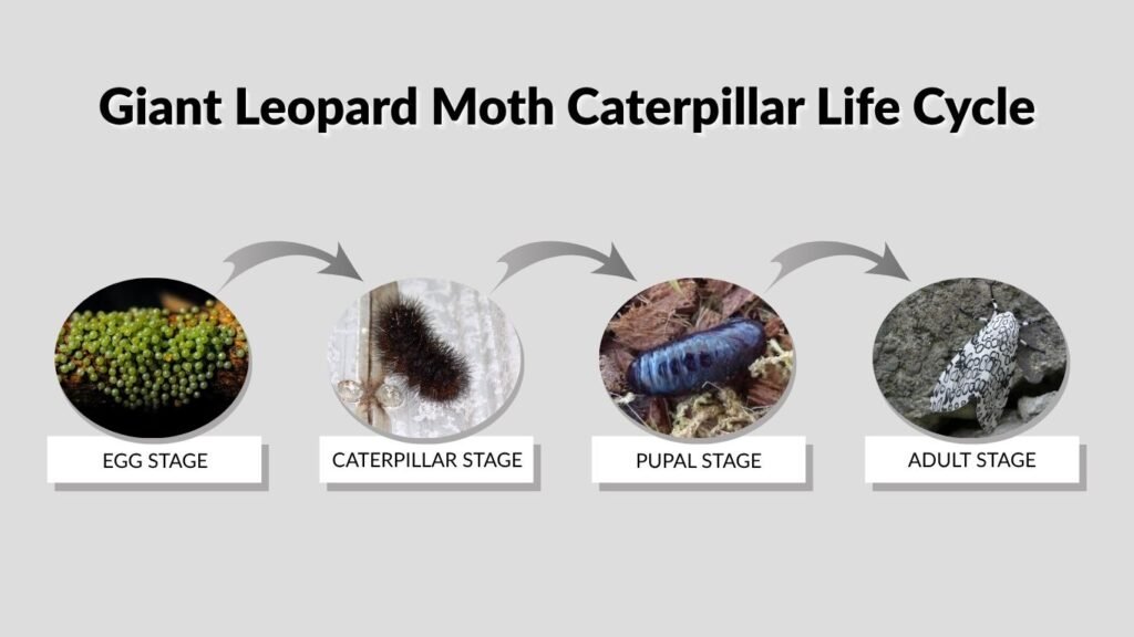 Giant Leopard Moth Caterpillar Life Cycle