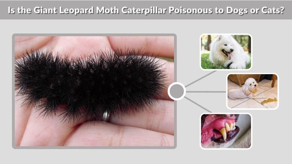 Is the Giant Leopard Moth Caterpillar Poisonous to Dogs or Cats?