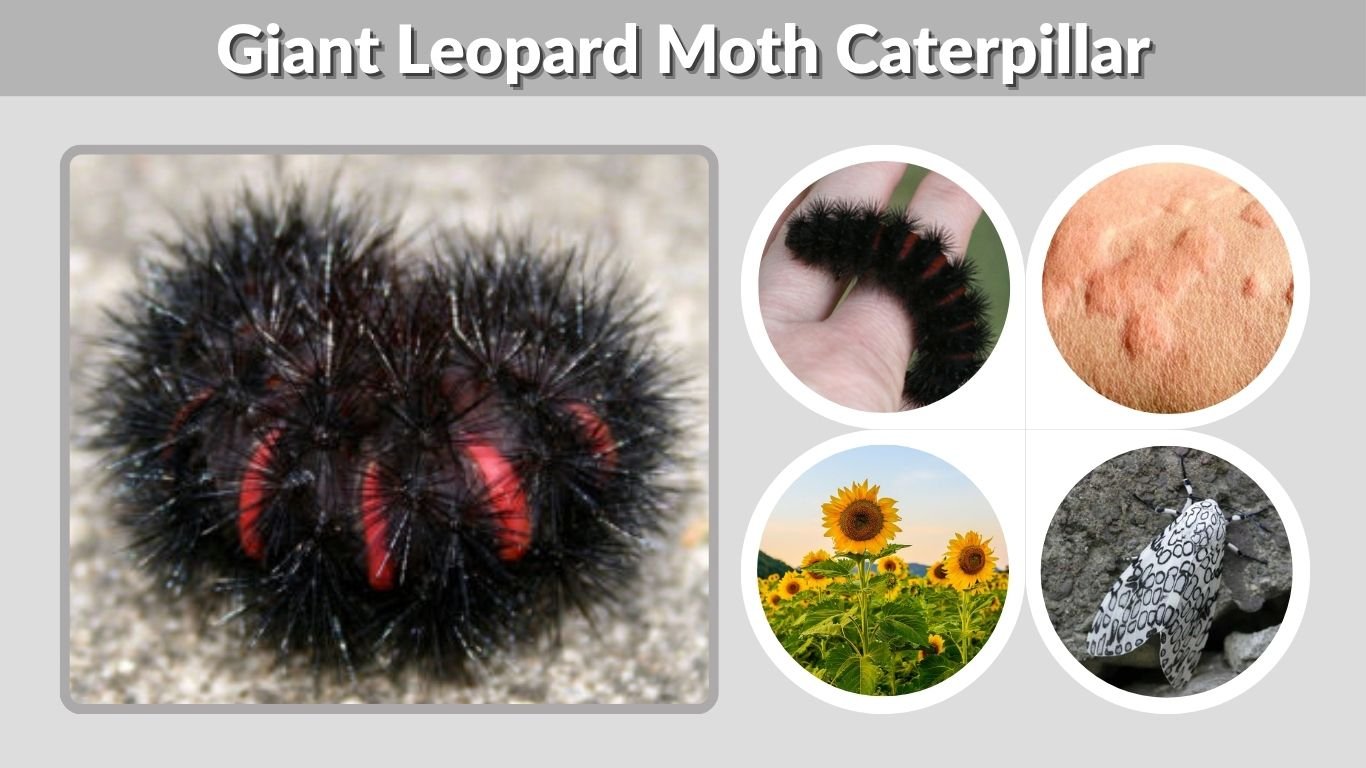 Giant Leopard Moth Caterpillar: Safety, Diet, and Life Cycle