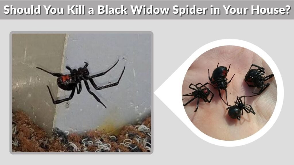 Should You Kill a Black Widow Spider in Your House?