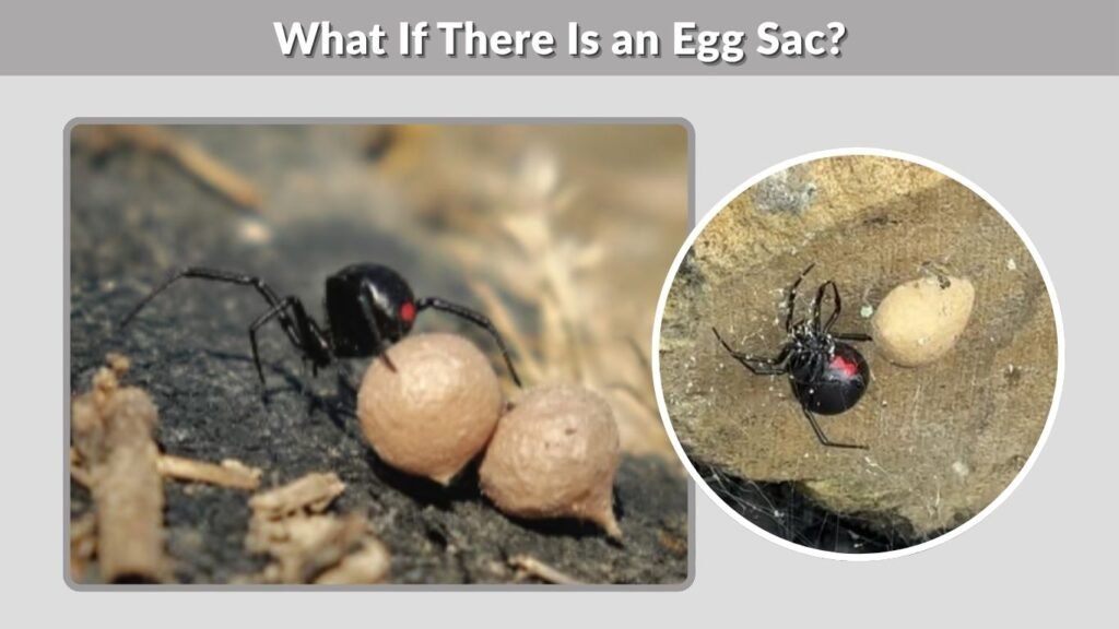 What If There Is an Egg Sac?