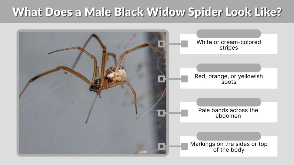 What Does a Male Black Widow Spider Look Like?