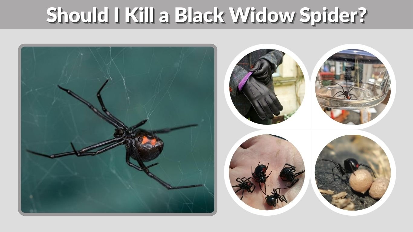 Should I Kill a Black Widow Spider? Safety Guide