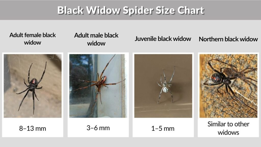 Black Widow Spider Size Chart