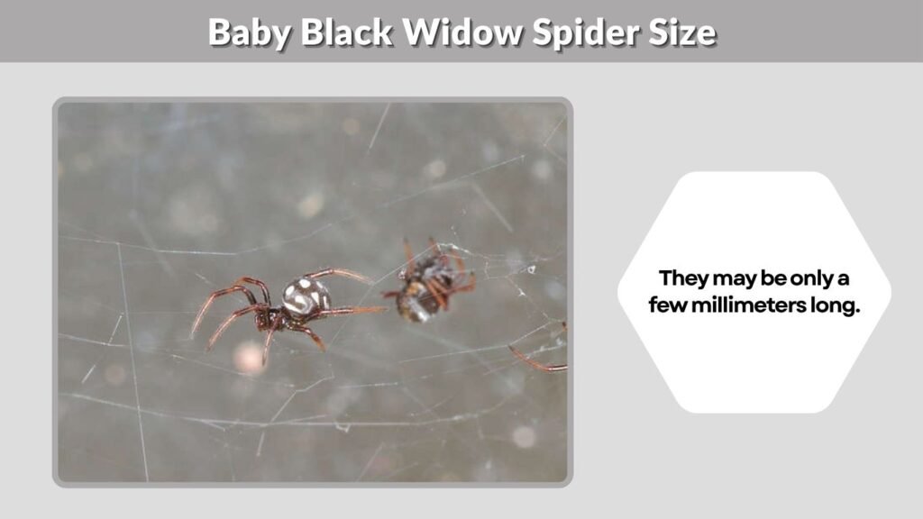 Baby Black Widow Spider Size