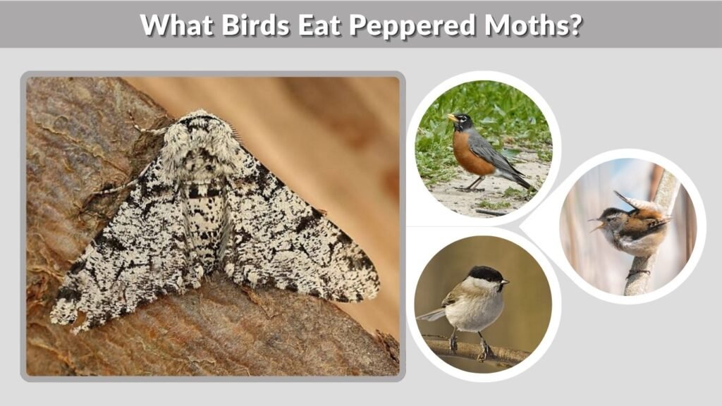 What Birds Eat Peppered Moths?
