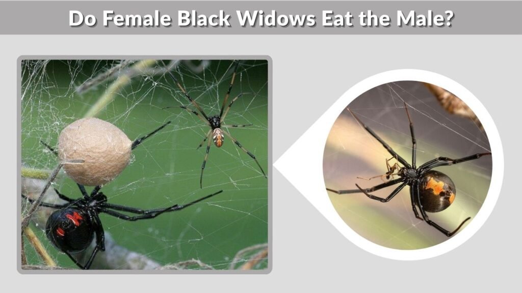 Do Female Black Widows Eat the Male?