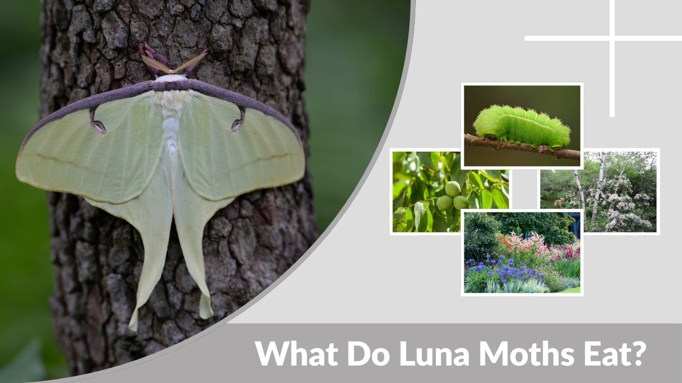 What Do Luna Moths Eat? A Complete Feeding Guide