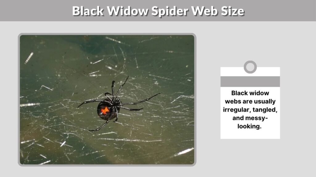 Black Widow Spider Web Size