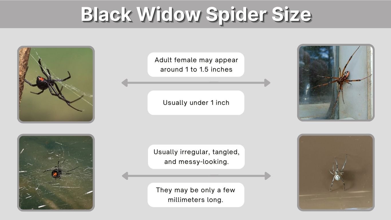 Black Widow Spider Size: How Big Do They Really Get?