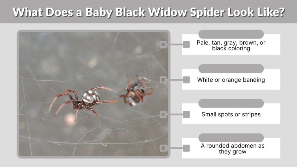 What Does a Baby Black Widow Spider Look Like?