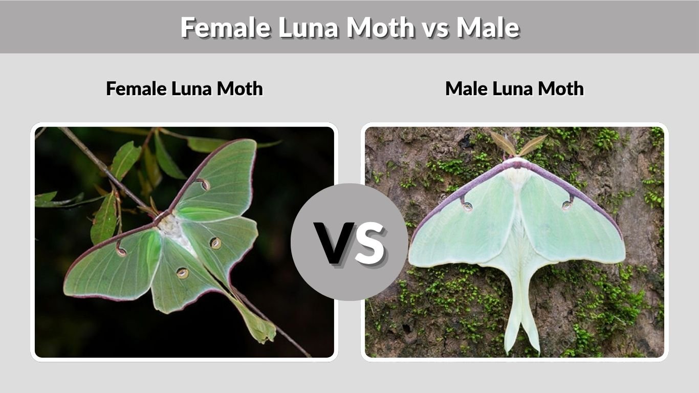 Male Luna Moth