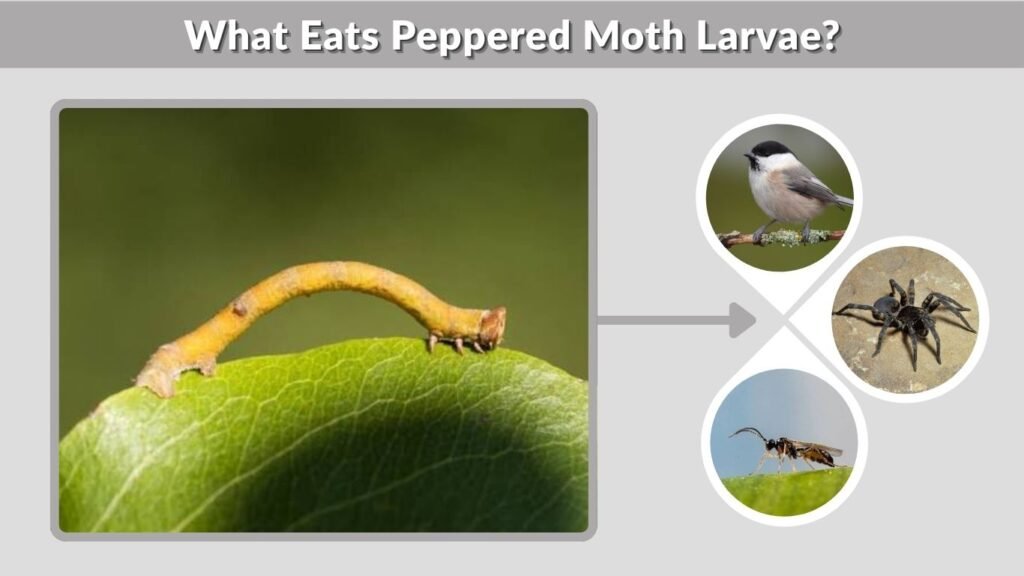 What Eats Peppered Moth Larvae?