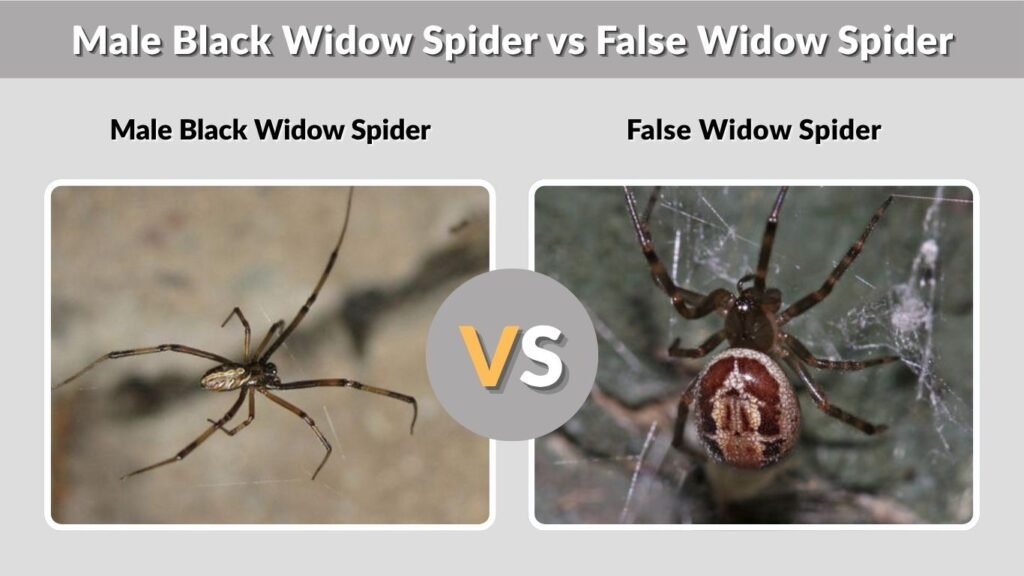 Male Black Widow Spider vs False Widow Spider