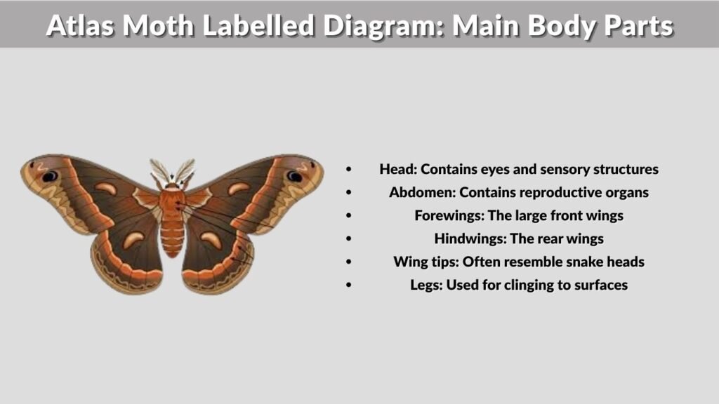Atlas Moth Labelled Diagram: Main Body Parts