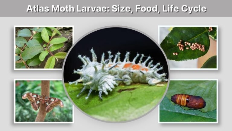 Atlas Moth Larvae: Size, Food, Life Cycle, and Facts