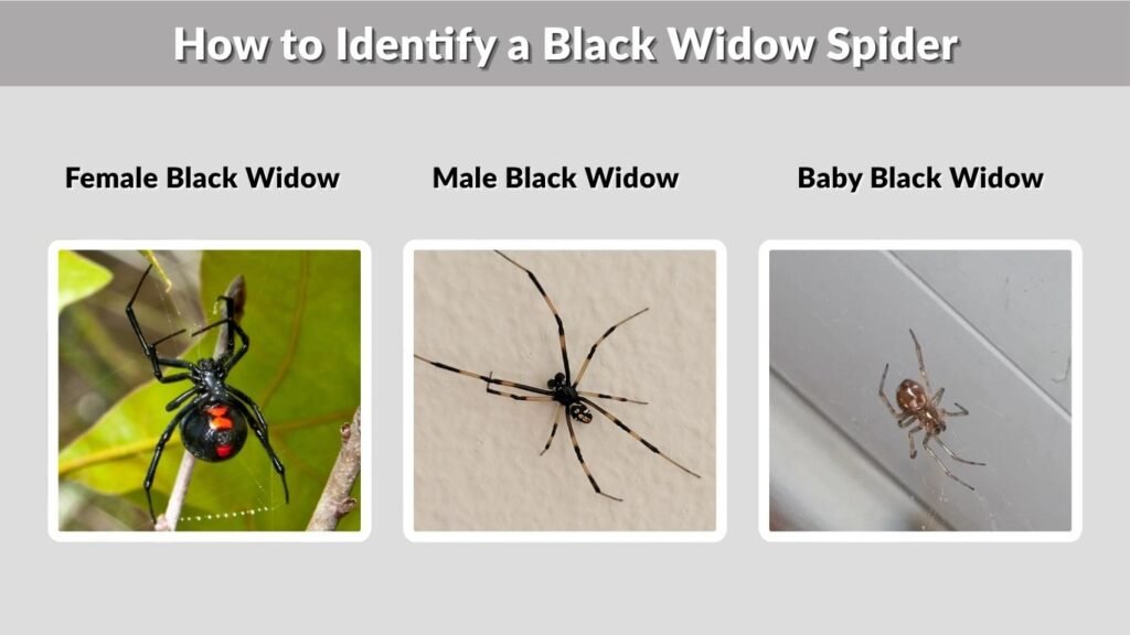 How to Identify a Black Widow Spider