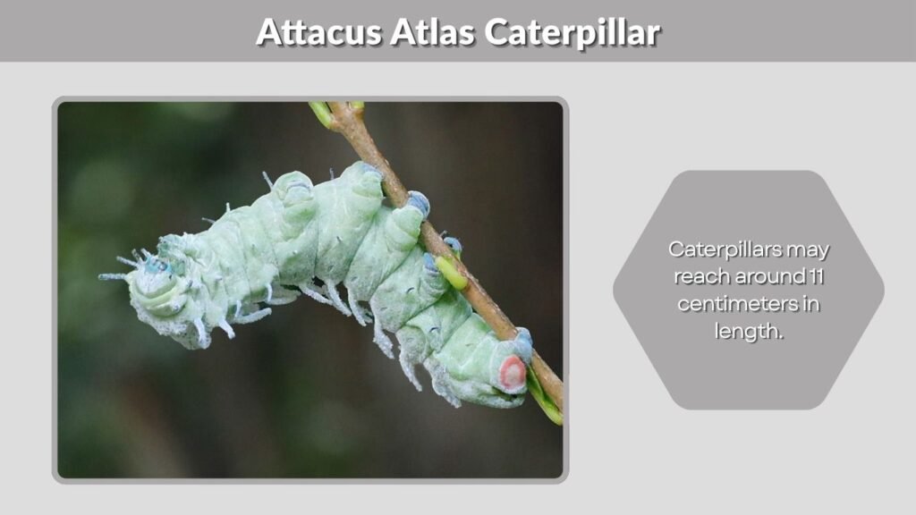 Attacus Atlas Caterpillar