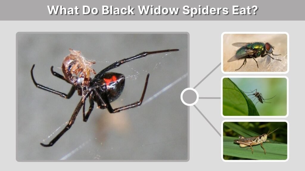 What Do Black Widow Spiders Eat?