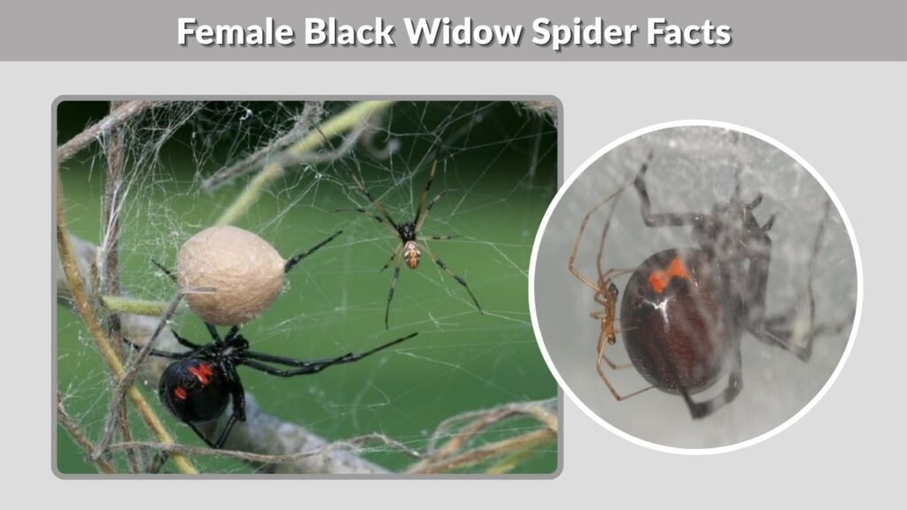 Female Black Widow Spider Facts