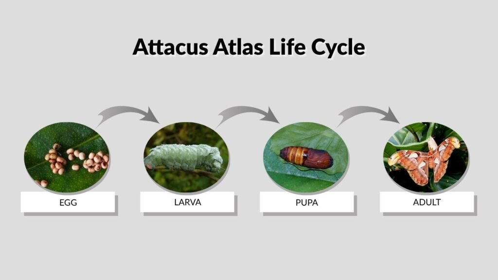 Attacus Atlas Life Cycle
