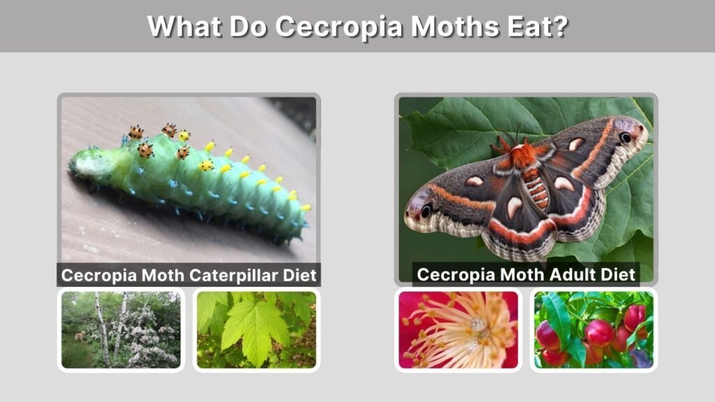 What Do Cecropia Moths Eat?