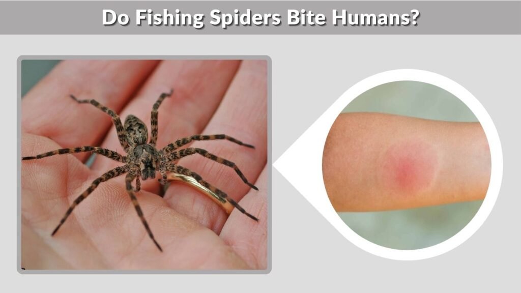 Do Fishing Spiders Bite Humans?
