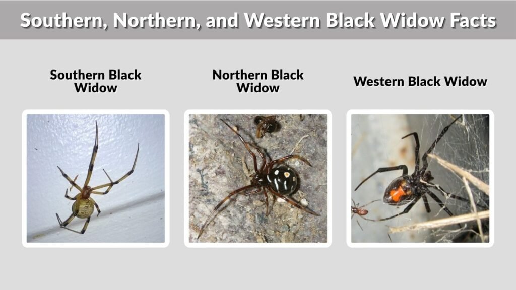 Southern, Northern, and Western Black Widow Facts