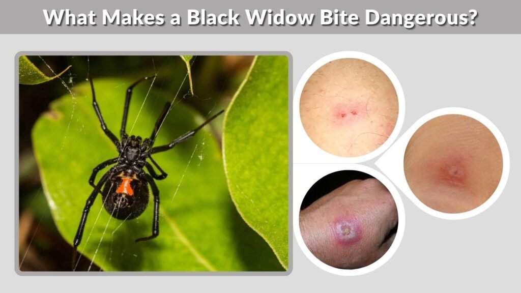 What Makes a Black Widow Bite Dangerous?
