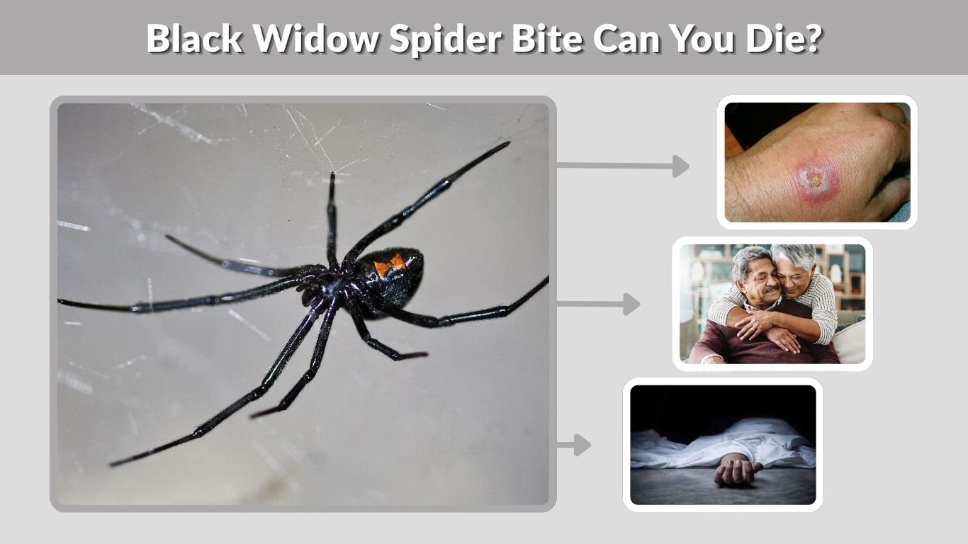 Black Widow Spider Bite Can You Die?