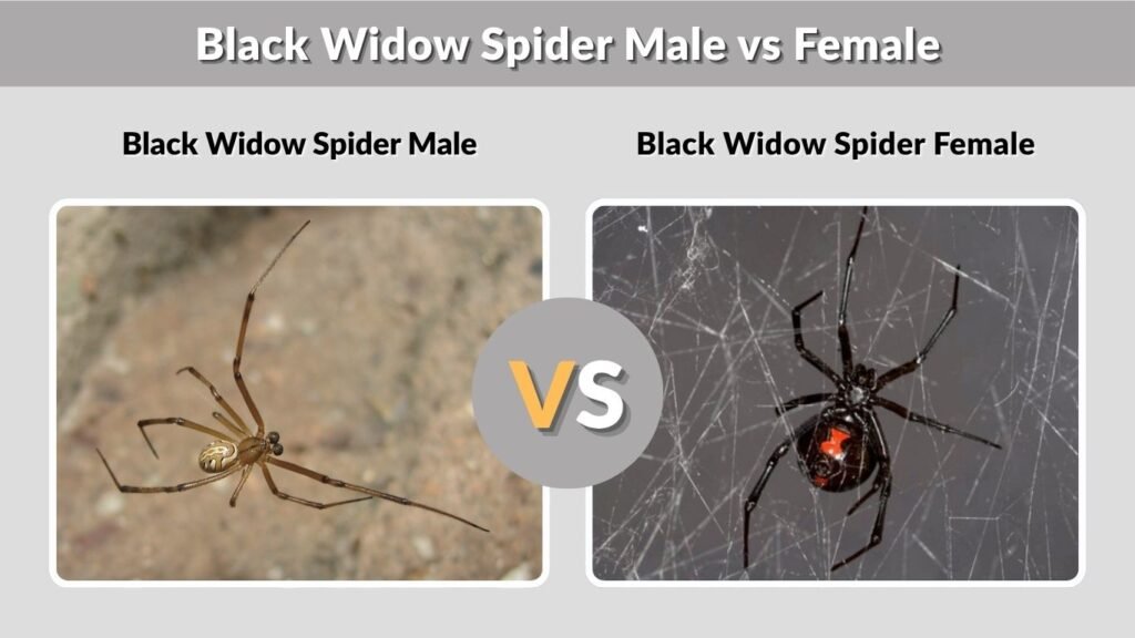 Black Widow Spider Male vs Female