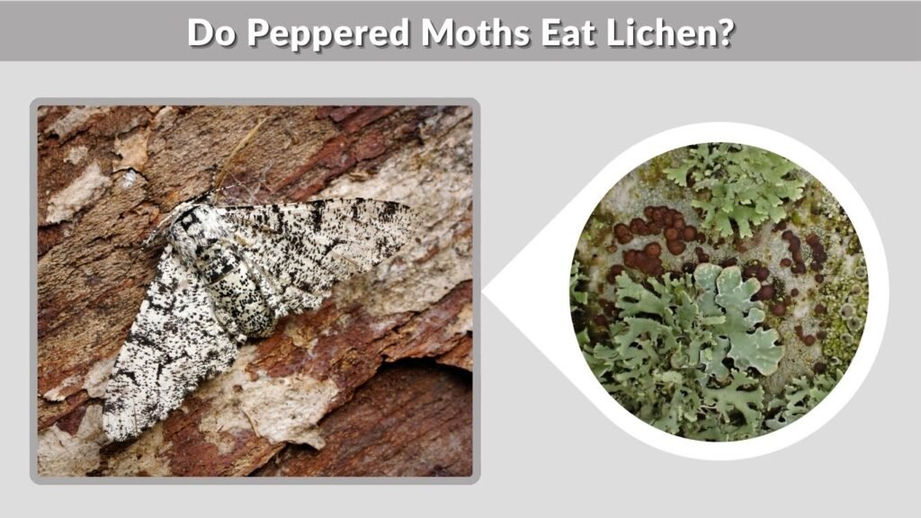 Do Peppered Moths Eat Lichen?