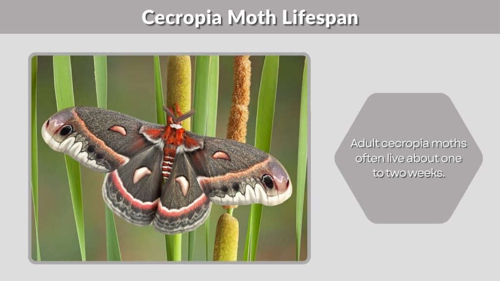 Cecropia Moth Lifespan
