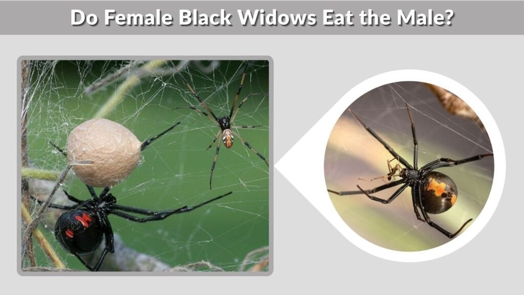 Do Female Black Widows Eat the Male?
