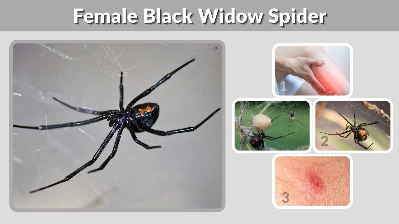Female Black Widow Spider: Identification, Bite, and Facts