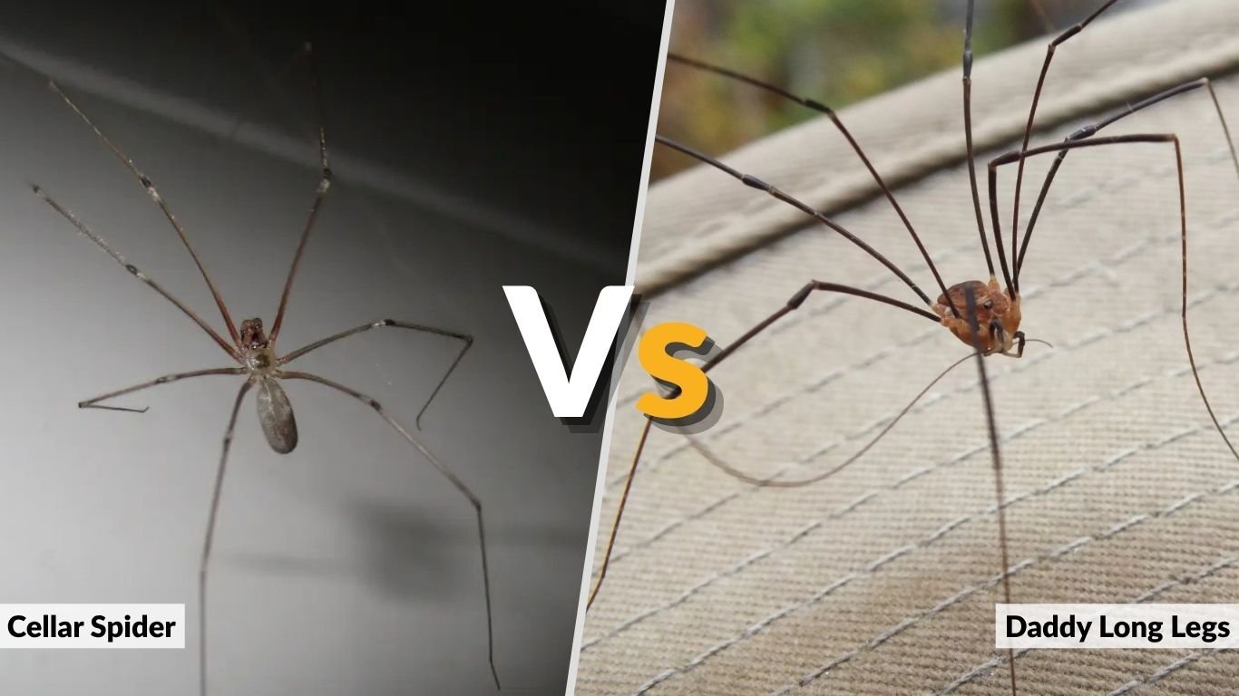 Cellar Spider vs Daddy Long Legs: Key Differences Between Them