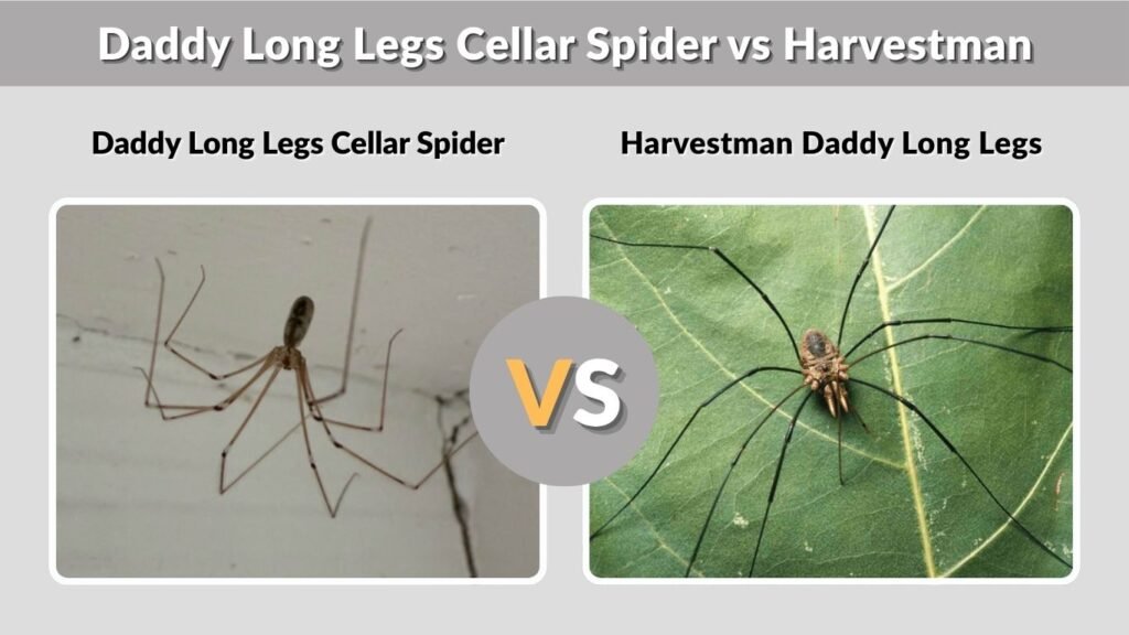 Daddy Long Legs Cellar Spider vs Harvestman