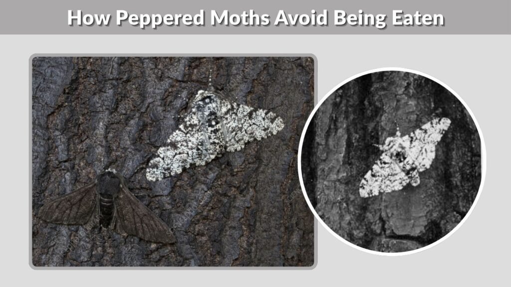How Peppered Moths Avoid Being Eaten
