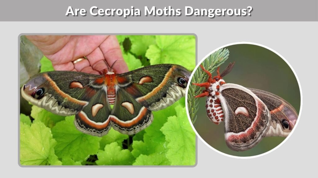 Are Cecropia Moths Dangerous?