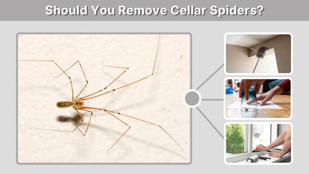 Should You Remove Cellar Spiders?