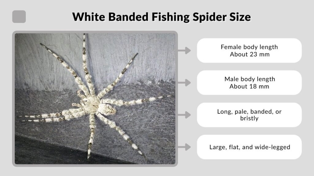 White Banded Fishing Spider Size