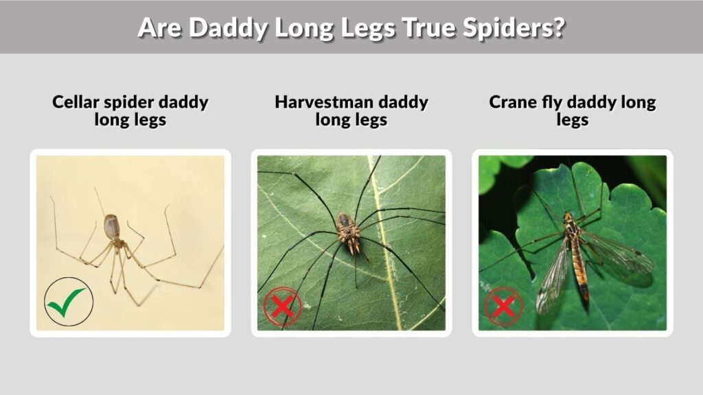 Are Daddy Long Legs True Spiders?