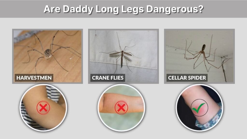 Are Daddy Long Legs Dangerous?