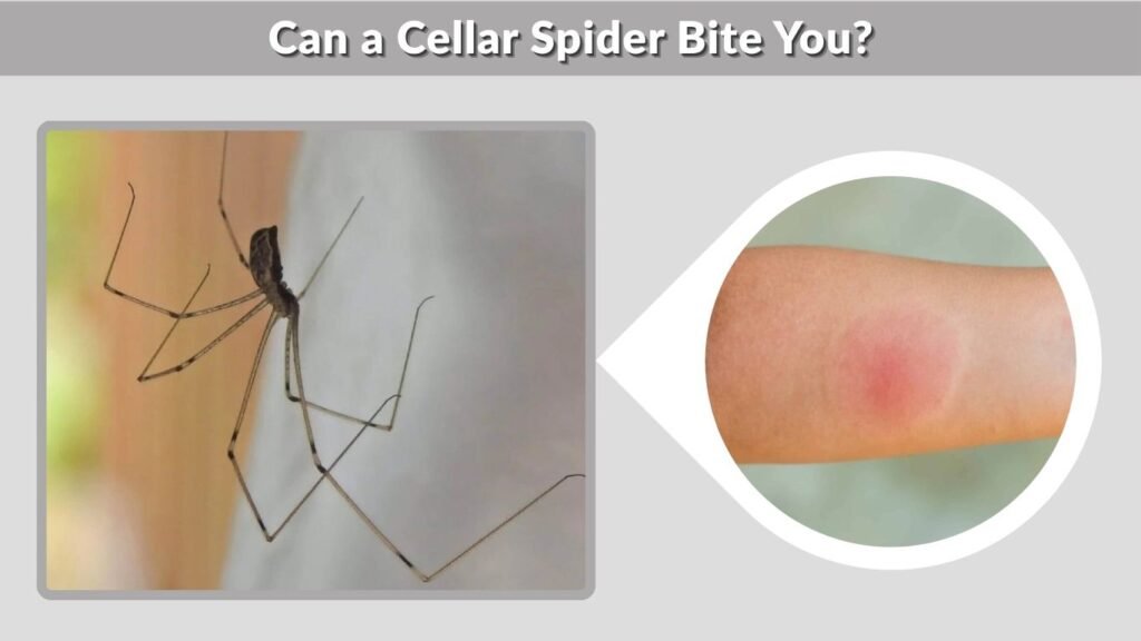 Can a Cellar Spider Bite You?