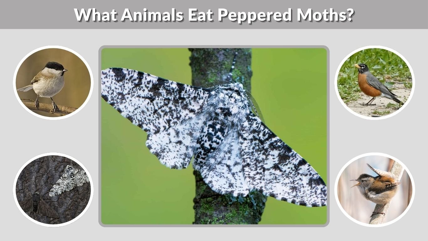 What Animals Eat Peppered Moths? Predators and Diet