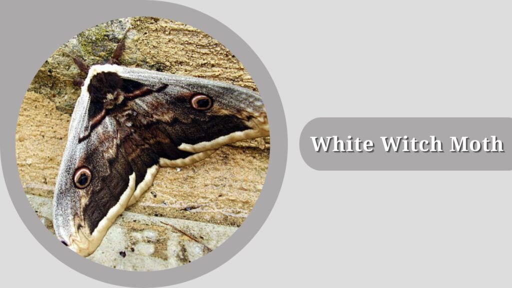  White Witch Moth
